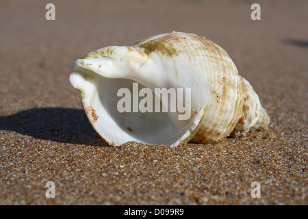 Close up dettaglio del guscio lavato fino sulla sabbia a Ramsgate Beach, REGNO UNITO Foto Stock