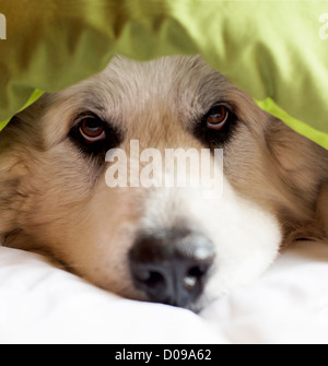 Grande cane dei Pirenei che spuntavano da una coperta. Foto Stock