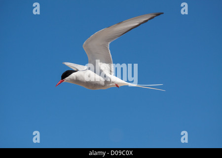 ARCTIC TERN diffondere le sue ali contro un cielo blu vicino le scogliere di LATRABJARG Fiordi occidentali VESTFJORDS ISLANDA Foto Stock