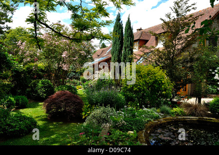 Piacere giardino con un bacino e piante acquatiche, Acer palmatum, hosta, bosso, conifere, ... Foto Stock