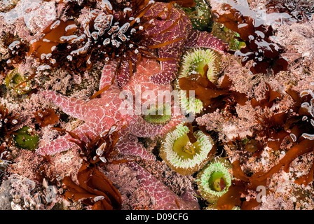 Ocra e stelle di mare verde gigante di anemoni in tidepool in zona intercotidale lungo la costa selvaggia nel Parco Nazionale di Olympic. Foto Stock