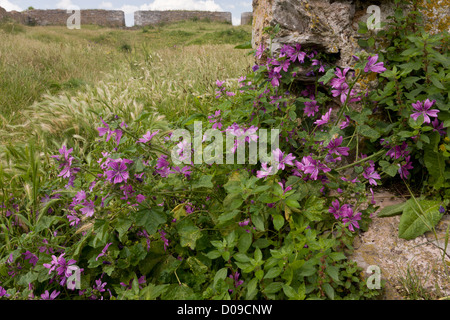 Comune (Malva Malva Sylvestris) nelle rovine di South Fort, Berry Head NNR Torbay, Devon, Inghilterra, Regno Unito Foto Stock