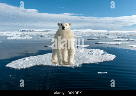 Orso polare su un glaçon, Hinlopen Strait, arcipelago delle Svalbard, Arctic Norvegia Foto Stock