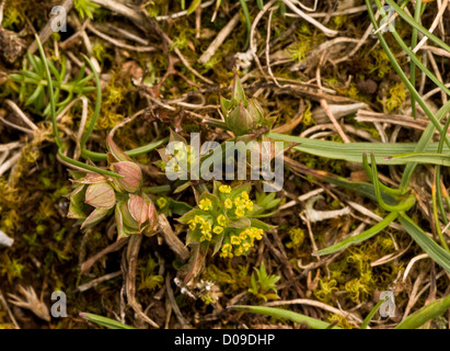 Piccola Lepre è-orecchio (Bupleurum baldense) di calcare sul fondo erboso Berry Head, Devon, Inghilterra, Regno Unito. Molto rara e stabilimento NEL REGNO UNITO Foto Stock