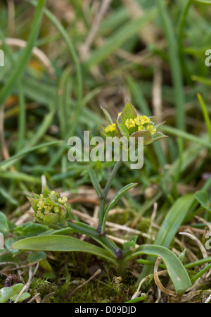 Piccola Lepre è-orecchio (Bupleurum baldense) di calcare sul fondo erboso Berry Head, Devon, Inghilterra, Regno Unito. Molto rara e stabilimento NEL REGNO UNITO Foto Stock