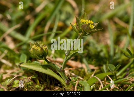 Piccola Lepre è-orecchio (Bupleurum baldense) di calcare sul fondo erboso Berry Head, Devon, Inghilterra, Regno Unito. Molto rara e stabilimento NEL REGNO UNITO Foto Stock