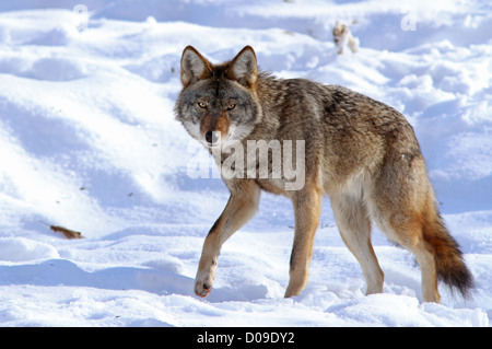 Grande coyote maschio d'inverno. Foto Stock