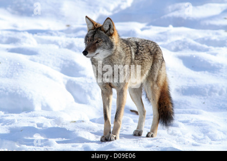 Grande coyote maschio d'inverno. Foto Stock