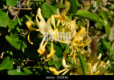 Caprifoglio fiore in fiore (Lonicera periclymenum) in giugno in un giardino. Foto Stock