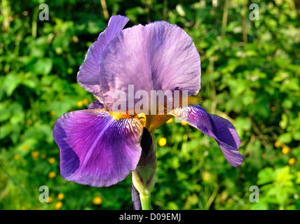 Fiore di iris (Iris germanica, ibrido Barbata -Elatior) in fiore in maggio in un giardino. Foto Stock