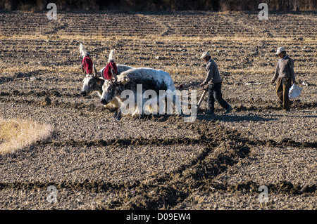 Coppia buoi con decorate luminosamente corna tirare aratro mentre gli agricoltori seminare i semi in autunno, vicino a Lhasa, in Tibet Foto Stock