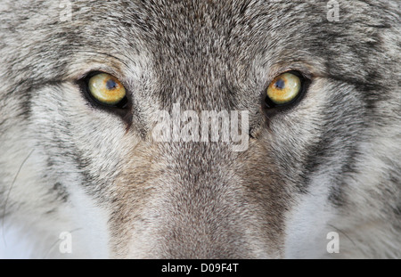 Un close-up foto di un minaccioso lupo con gli occhi gialli. Foto Stock