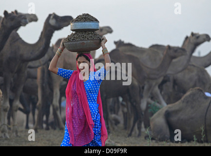 Una donna porta sterco di cammello sul suo capo per essere essiccato e bruciati per carburante a Pushkar Camel Fair o mela in Rajasthan in India. Foto Stock