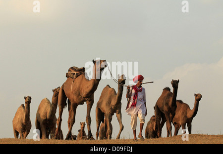 Un proprietario o herder passeggiate con i suoi cammelli a Pushkar Camel Fair in Rajasthan in India. Gli animali sono scambiati all'annuale Mela Foto Stock