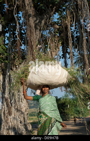 Rurale villaggio indiano donna che porta un sacco di erba tagliata sul suo capo. Andhra Pradesh, India Foto Stock
