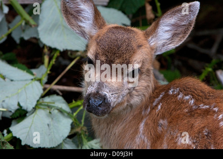 Nero-Tailed Deer (Odocoileus hemionus columbianus) fawn close-up di Nanaimo, Isola di Vancouver, BC, Canada in luglio Foto Stock