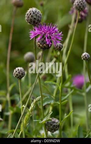 Fiordaliso maggiore (Centaurea scabiosa) close-up, Berry Head. Devon, Inghilterra, Regno Unito Foto Stock