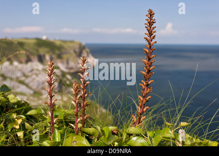 Ivy Succhiamele prataiolo (Orobanche hederae) sulle scogliere di Berry Head Riserva Naturale Nazionale, Torbay, Devon, Inghilterra, Regno Unito Foto Stock