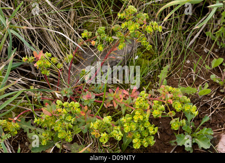 Portland (Euforbia Euphorbia portlandica) su scogliere, Berry Head, Devon, Inghilterra, Regno Unito Foto Stock