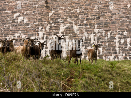 Pecore Soay mandria, utilizzate per il pascolo e la navigazione, Berry Head, Devon, Inghilterra, Regno Unito Foto Stock