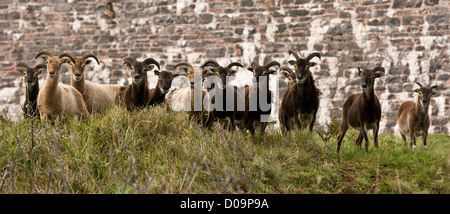 Pecore Soay mandria, utilizzate per il pascolo e la navigazione, Berry Head, Devon, Inghilterra, Regno Unito Foto Stock