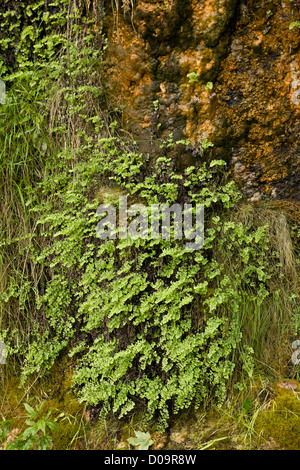 Felce capelvenere (Adiantum capillus-veneris) al sito nativo su bagnato tufo Anstey Cove, Torbay, Devon, Inghilterra, Regno Unito Foto Stock