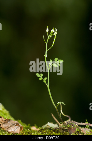 Hairy bitter-crescione (Cardamine hirsuta) close-up. Un comune di erbaccia annuale nei giardini. Foto Stock