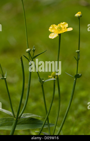 Maggiore Spearwort (Ranunculus lingua) cresce in stagno, close-up, Dorset, England, Regno Unito Foto Stock