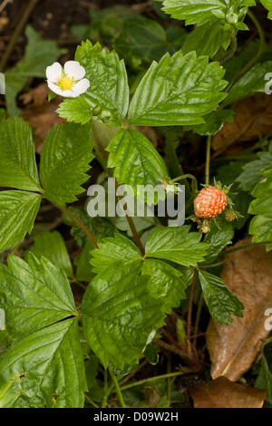 Wild fragola (Fragaria vesca) di fiori e frutta, close-up Foto Stock