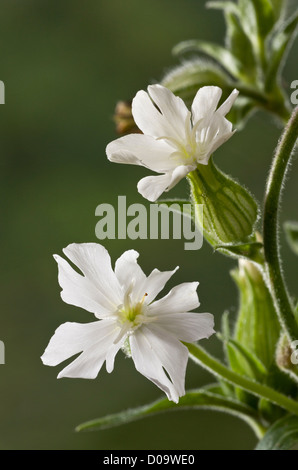 White campion (Silene latifolia) in fiore, close-up Foto Stock