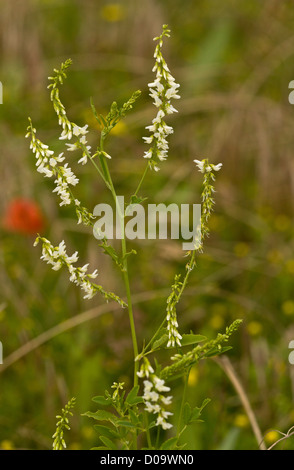 Melilot bianco (Melilotus alba) nel settore dei seminativi, Ranscombe Farm riserva naturale, Kent, England, Regno Unito Foto Stock