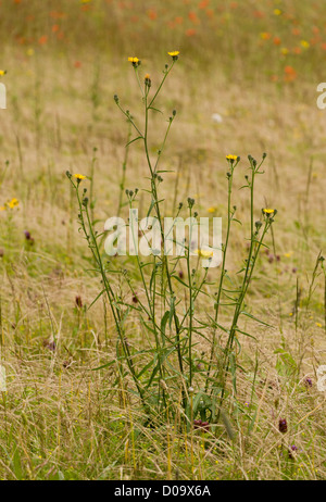 Hawkweed (Oxtongue Picris hieracioides), Ranscombe Farm riserva naturale, Kent, England, Regno Unito Foto Stock