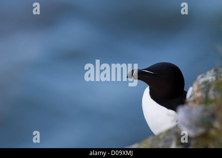 Razorbill (alca torda) su un regno unito scogliera costiera Foto Stock