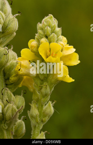 Grande Mullein o la Verga di Aronne (Molène thapsus) in fiore, close-up Foto Stock