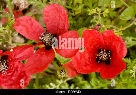 Ruvido Papavero (Papaver hybridum) di fiori e frutta, sui terreni arabili a Ranscombe Farm riserva naturale, Kent, England, Regno Unito Foto Stock