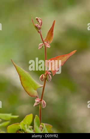 Nero (Centinodia Fallopia convolvulus) a Ranscombe Farm riserva naturale, Kent, England, Regno Unito Foto Stock