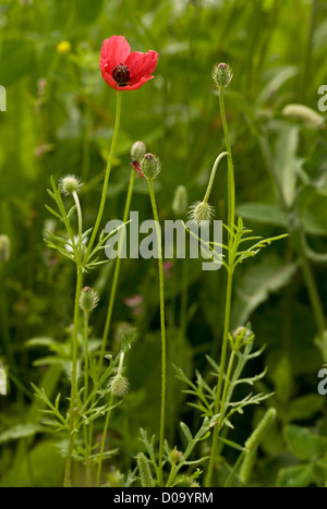 Ruvido Papavero (Papaver hybridum) di fiori e frutta, sui terreni arabili a Ranscombe Farm riserva naturale, Kent, England, Regno Unito Foto Stock