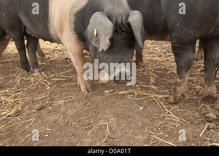 Agricultural College, due ragazze in tuta verde petting e alimentazione di suini, rare allevano suini, primo diploma in agricoltura Foto Stock