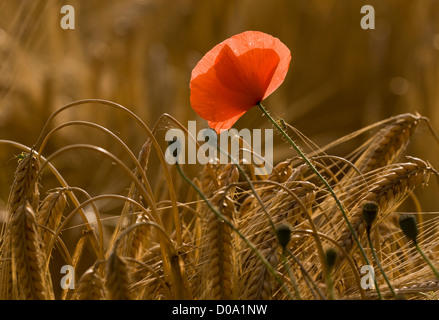 Comune di papavero (Papaver rhoeas) in cornfield, Ranscombe Farm riserva naturale, Kent, England, Regno Unito Foto Stock