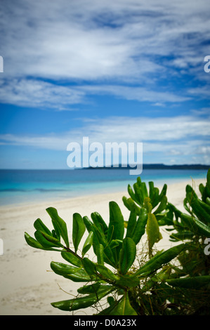 La spiaggia di sabbia bianca di Aloita isola in Mentawai, a ovest di Sumatra, Indonesia. Una gemma nell Oceano indiano Foto Stock