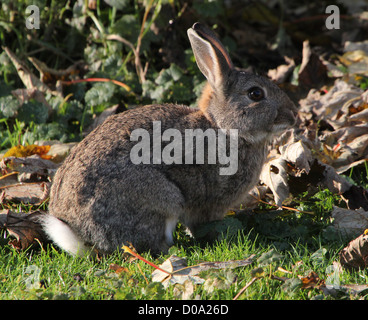 Dettagliato di close-up di un coniglio selvatico seduti al sole, circondato da foglie cadute, Foto Stock