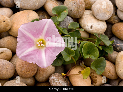 Vilucchio marittimo (Calystegia soldanella) in fiore sulla spiaggia di ciottoli di Weymouth Dorset, Regno Unito Foto Stock
