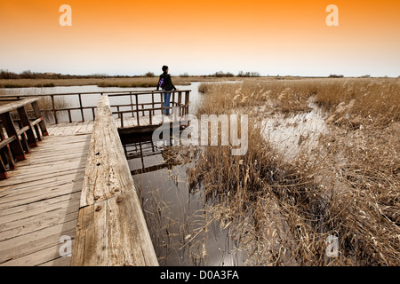 Parco nazionale di Las Tablas de Daimiel Ciudad Real Castilla la Mancha Spagna Parque Nacional de Las Tablas de Daimiel españa Foto Stock