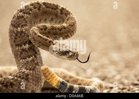 Un diamondback rattlesnake in Big Bend nationmal park, TX Foto Stock