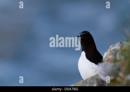 Razorbill (alca torda) su un regno unito scogliera costiera Foto Stock