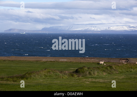 Pascolo per pecore islandesi su una banca del fiordo di SKAGAFJORDUR NEL NORD DELL'ISLANDA EUROPA Foto Stock