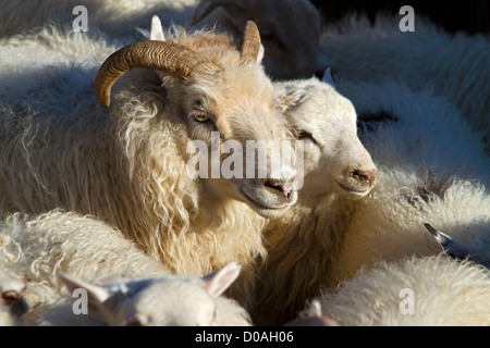 Il BIG Round-up degli allevamenti ovini (RETTIR in islandese) islandese di tradizione che consiste di portare indietro le pecore che erano stati in Foto Stock