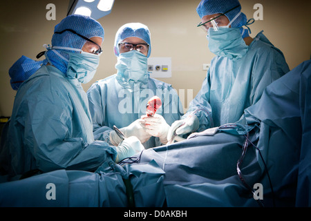 Protesi dell'anca, chirurgia Foto Stock