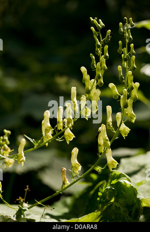 Wolfsbane (Aconitum lycoctonum ssp. vulparia) in fiore, close-up, Alpi Italiane. Foto Stock
