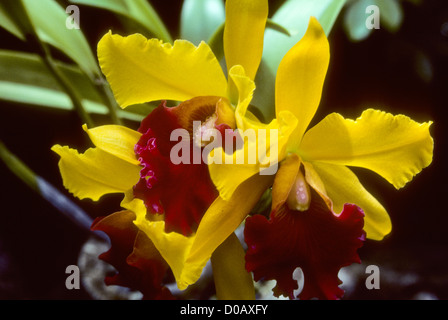 Figi Feb 1991 Digital Slide conversioni Raymond Burr vivaio di orchidee (Perry Mason attore) Foto Stock